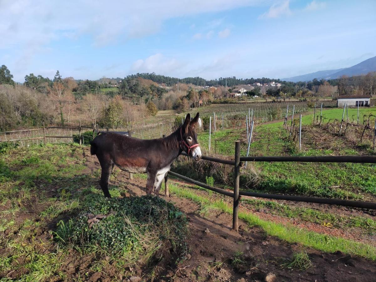 Quinta Da Lage Agroturismo E Enoturismo Celorico De Basto Eksteriør billede