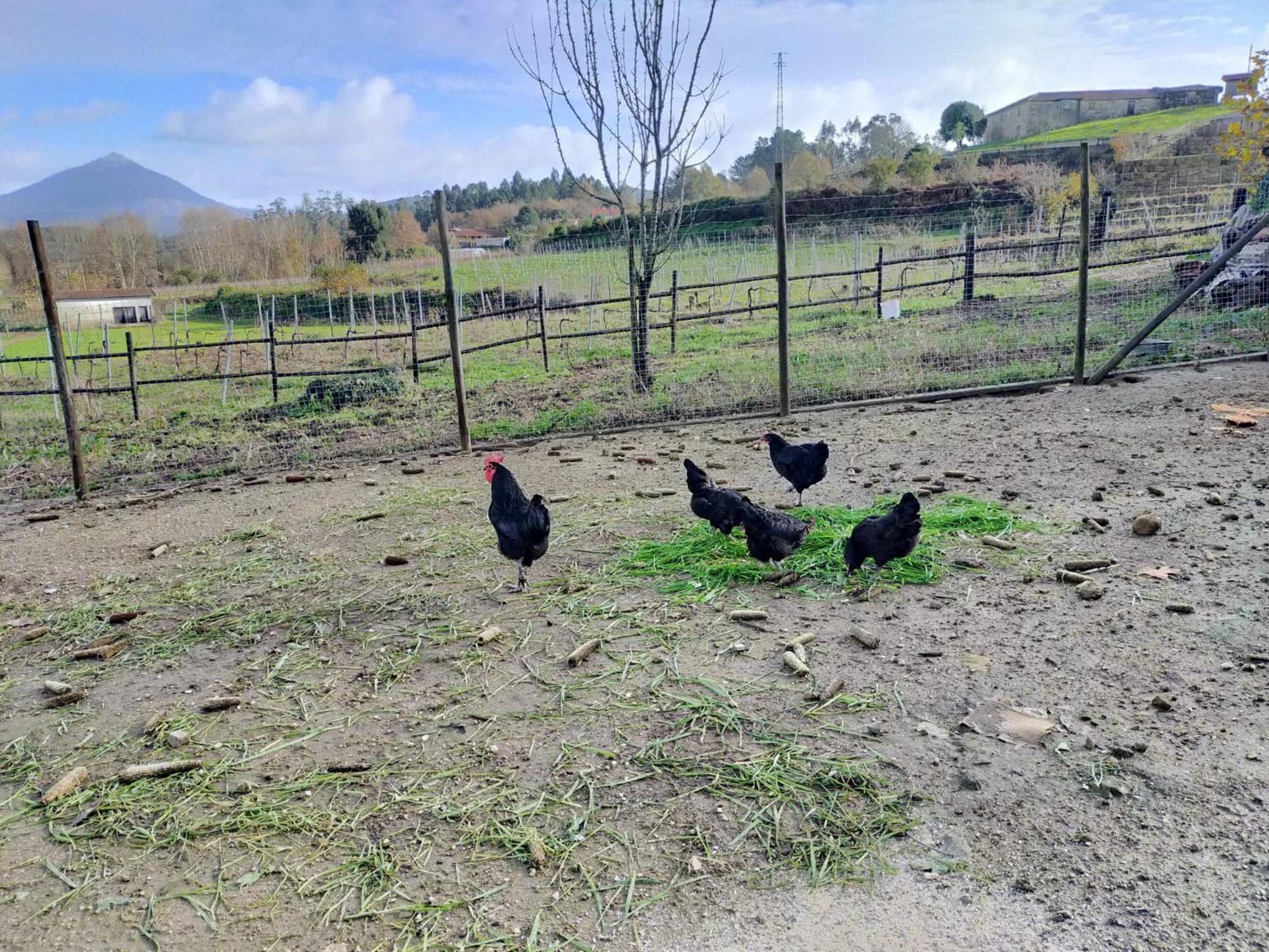 Quinta Da Lage Agroturismo E Enoturismo Celorico De Basto Eksteriør billede